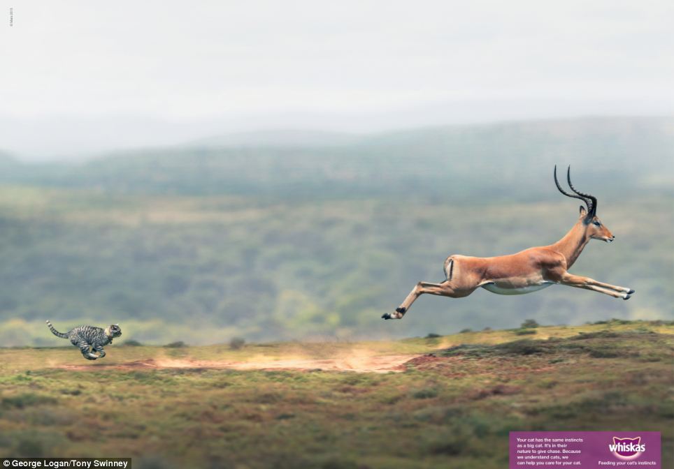 whiskas cat chasing gazelle